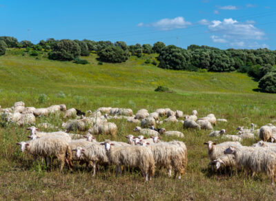 Sardinian,Sheep,Of,Autochthonous,Breed,In,The,Ogliastra,Region,,Sardinia,